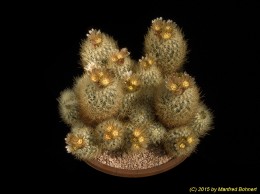 Escobaria roseana 892